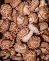 NATURAL FIBRES/ SHIITAKE